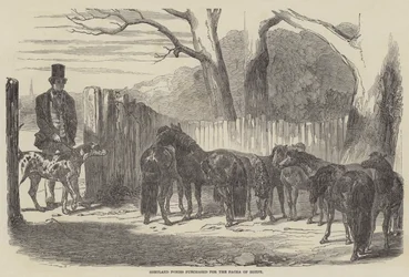 Shetland Ponies Purchased for the Pacha of Egypt